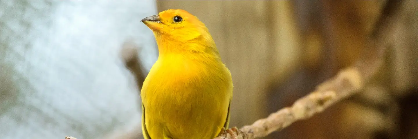Beaphar Gezondheid Vogels