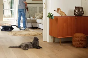 beaphar catcomfort voor stressvolle situaties gedragsproblemen katten