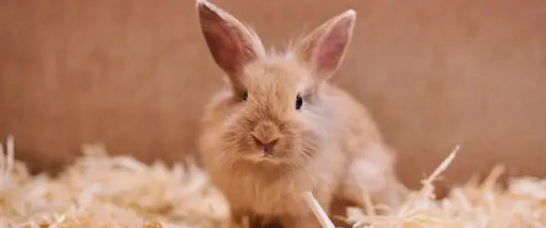 Konijn zindelijk maken