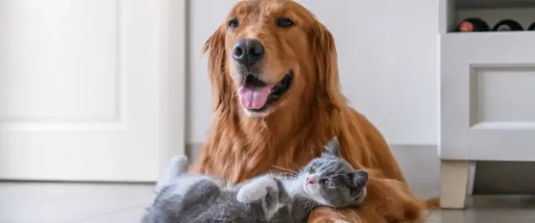 Beaphar IntestoPro Mobile header for content grid