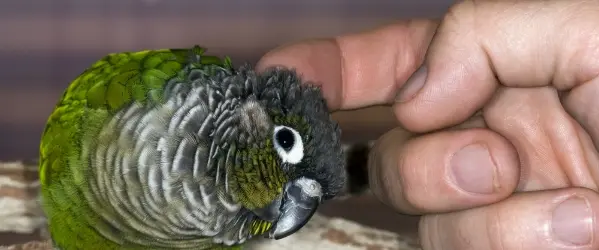 Lekkernij voor vogels