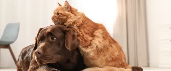 Beaphar Wound range header for content grid