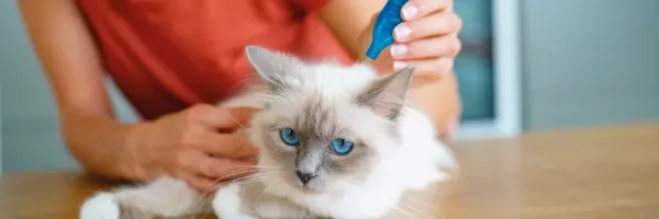 Beaphar - prevenir pulgas en gatos